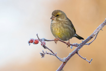 European female goldfinch (chloris chloris), sitting on a branch on a homogeneous blurred background.