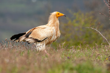 Egyptian vulture (Neophron percnopterus) long thin beak vulture.