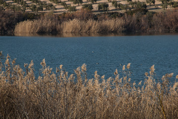 Lago con jarales y aves acuáticas 
