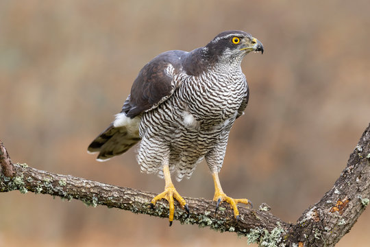 Northern Azor, Accipiter gentilis, adult male