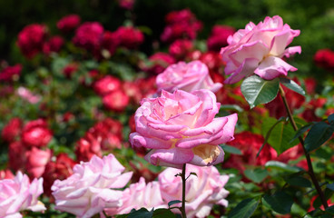 須磨離宮公園　バラ園