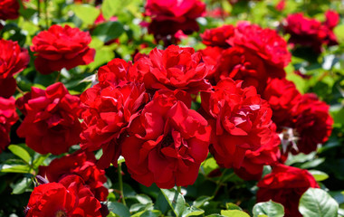 須磨離宮公園　バラ園