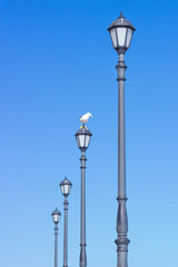 bird sitting on a lantern lighting on the seafront