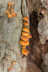 mushrooms on a tree trunk closeup