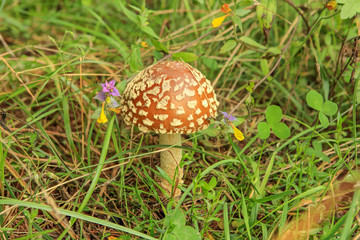 Red fly agaric in a forest glade (Amanita muscaria)