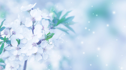 Delicate floral background with copy space under the text. Blurred background with spring flowers, bokeh. First flowers branch close-up