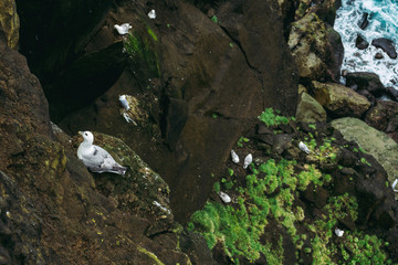 Calm seagulls on the rocks by Atlantic Ocean