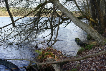 Wilde Uferlandschaft an einem Fluss mit gekipptem Baum