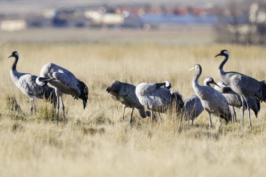 common crane bello gallocanta
