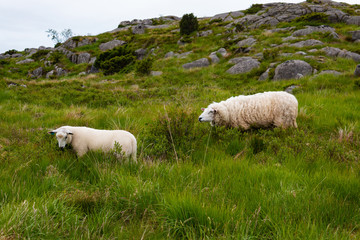 Two white fluffy Norwegian sheeps eating grass near the Dalsnuten valley, Rogaland, Norway