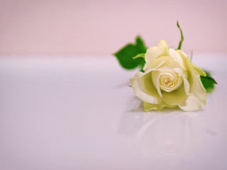 Close-up of white rose on white background. For Valentine's Day card design and wedding