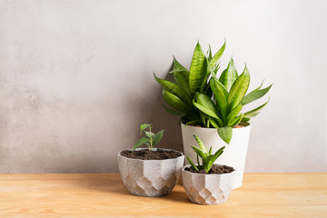 Home gardening landscaping. Various green plants in decorative gray pots on a wooden table. Copy space banner.