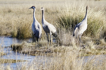 bello gallocanta teruel aragon españa