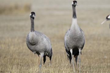 Naklejka premium bello gallocanta teruel aragon españa