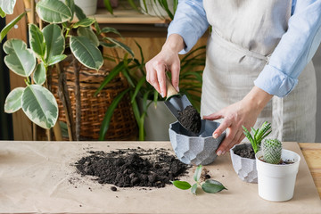 A woman is gardening near the window of the house, replanting a green plant in a pot. The concept of home gardening.