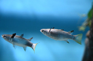 いまにも空を飛びそうなヒレで仲良く泳ぐオニボラ達