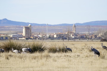grullas bello  teruel aragon españa