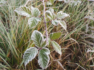 Escarcha sobre una zarza color verde, Ivars-vilasana, Lérida, España