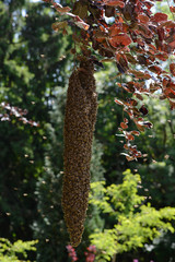 Schwärmende Honigbienen, Apis mellifera, große und lange Schwarmtraube an Ast, Bienenvolk hat sich zu Schwarmtraube geformt, Honigbienen fliegen Schwarmtraube an