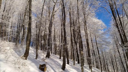 road in winter forest