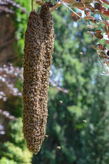 Bienenschwarm bildet große Schwarmtraube an Ast einer Buche, Schwärmende Honigbienen bilden Schwarmtraube an Ast, lange Honigbienen Schwarmtraube 