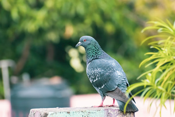 The domestic pigeon (Columba livia domestica) is a pigeon subspecies that was derived from the rock dove (also called the rock pigeon). The rock pigeon is the world's oldest domesticated bird.