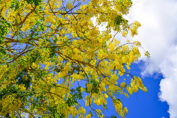 Yellow flower of Golden shower (Cassia fistula)