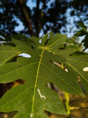 green leaf with water drops