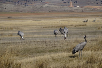 laguna gallocanta teruel aragon españa
