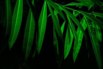 Plant branches with green leaves close up view. Natural environment, ecology, lush forest trees foliage. Beautiful botanical background with dense vegetation. Illuminated greenery at nighttime