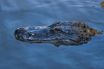 Alligator Gator Wildlife Everglades Florida