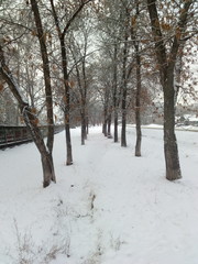 winter in the park