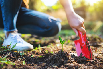 Naklejka premium Closeup image of a woman using shovel to plant a small tree in the garden