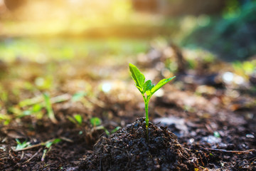 Closeup image of a small plant growing on pile of soil in the garden