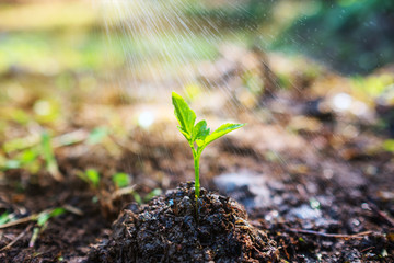 Closeup image of people watering a small tree on pile of soil in the garden