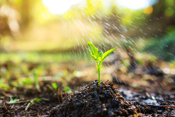 Closeup image of people watering a small tree on pile of soil in the garden