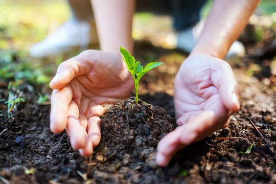 Closeup image of people holding and planting a small tree on pile of soil