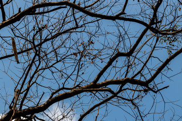 Abstract branch leaf background sky