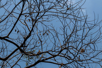 Abstract branch leaf background sky