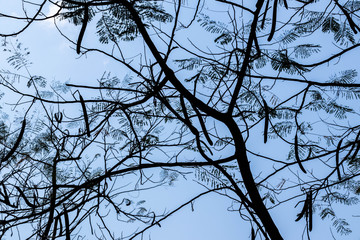 Abstract branch leaf background sky