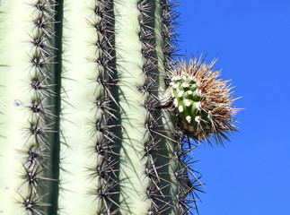 Saguaro Cactus here growing in the Sonoran Desert Arizona, USA also grow in Mexico