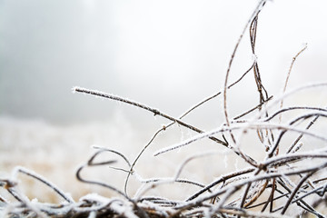 Frozen plants in winter with hoar frost