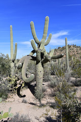 Saguaro Cactus here growing in the Sonoran Desert Arizona, USA also grow in Mexico