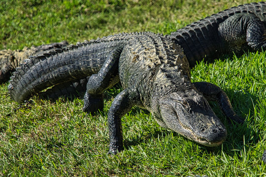 Alligator Gator Wildlife Everglades Florida