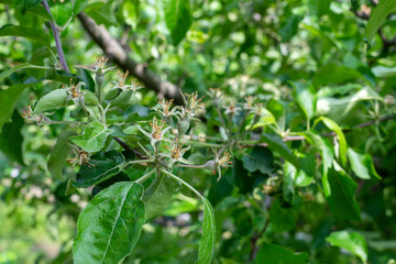 young apples on the branch
