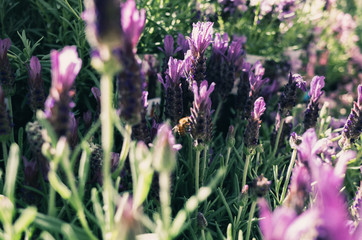 Obraz premium purple flowers in the garden