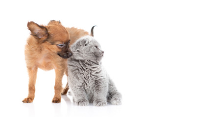 The puppy of that red-haired terrier sniffs a British gray kitten, the kitten looks away. Isolated on a white background