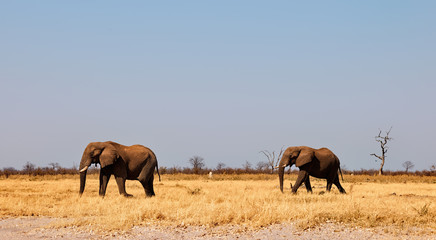 Two large elephants walk in the African savannah