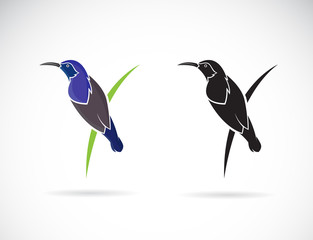 Vector of Purple Sunbird(Male) on white background. (Cinnyris asiatica) Birds logo or icon. Bird. Animal.