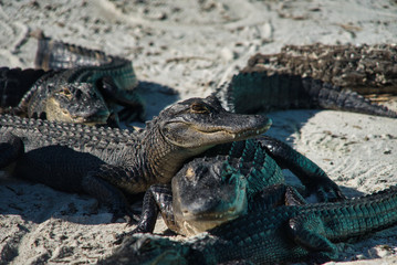 Alligator Gator Wildlife Everglades Florida